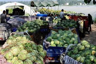任县金环市场吃瓜,瓜果飘香,热闹非凡的市井生活画卷 第2张 任县金环市场吃瓜,瓜果飘香,热闹非凡的市井生活画卷 第2张