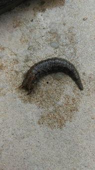 蚂蟥吃瓜,一场与瓜果的奇妙邂逅 第2张 蚂蟥吃瓜,一场与瓜果的奇妙邂逅 第2张