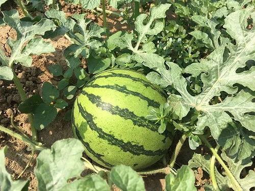 年代文吃瓜系统,揭秘不同年代文吃瓜系统  第2张