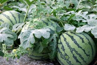 年代文吃瓜系统,揭秘不同年代文吃瓜系统  第3张