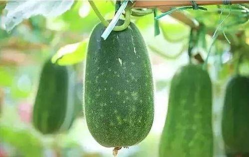 瓜了个瓜吃瓜,揭秘娱乐圈那些吃瓜群众的狂欢盛宴