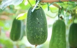 光遇吃瓜教程,轻松解锁神秘瓜果，畅享游戏乐趣  第3张