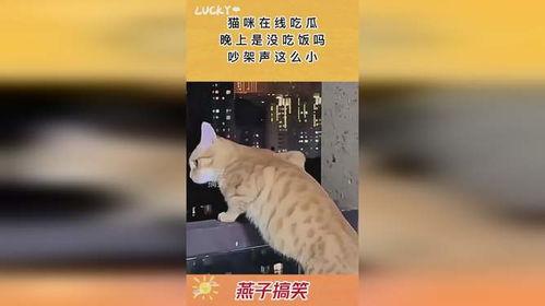 大爷吵架猫咪吃瓜,萌态十足引网友热议 第2张 大爷吵架猫咪吃瓜,萌态十足引网友热议 第2张