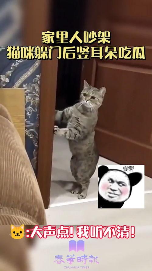 大爷吵架猫咪吃瓜,萌态十足引网友热议 第3张 大爷吵架猫咪吃瓜,萌态十足引网友热议 第3张