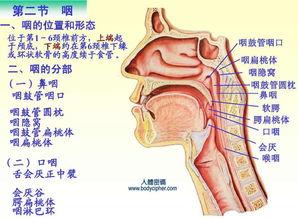 吃瓜粘喉咙咽不下