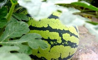 看瓜少年吃瓜,揭秘娱乐圈那些不为人知的幕后故事 第3张 看瓜少年吃瓜,揭秘娱乐圈那些不为人知的幕后故事 第3张