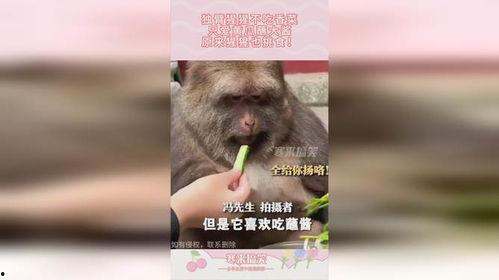 猩猩吃瓜原视频 第2张 猩猩吃瓜原视频 第2张