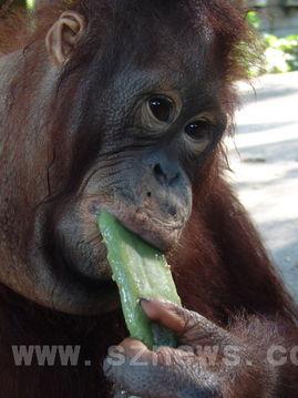 猩猩吃瓜原视频 第3张 猩猩吃瓜原视频 第3张