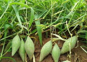 吃地梢瓜功效,天然养生佳品，揭秘其神奇功效与食用方法”