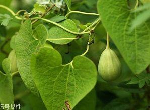 吃地梢瓜功效,天然养生佳品，揭秘其神奇功效与食用方法”  第2张