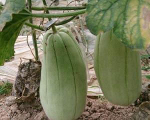 婴儿吃脆瓜过敏,警惕常见水果的潜在风险 第2张 婴儿吃脆瓜过敏,警惕常见水果的潜在风险 第2张