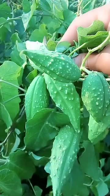 东北人吃瓜挖着吃,瓜果盛宴，挖着吃的独特魅力