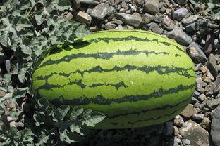 东北人吃瓜挖着吃,瓜果盛宴,挖着吃的独特魅力 第2张 东北人吃瓜挖着吃,瓜果盛宴,挖着吃的独特魅力 第2张