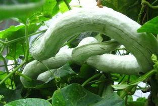 蛇瓜都能怎么吃,解锁健康美味新体验