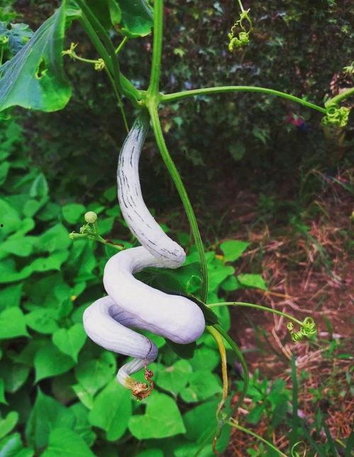 蛇瓜都能怎么吃,解锁健康美味新体验  第2张