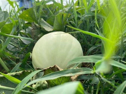 童年吃瓜的样子,回味那甜蜜的吃瓜时光 第2张 童年吃瓜的样子,回味那甜蜜的吃瓜时光 第2张