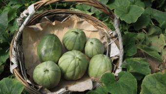 童年吃瓜的样子,回味那甜蜜的吃瓜时光 第3张 童年吃瓜的样子,回味那甜蜜的吃瓜时光 第3张