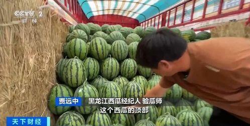 自由吃瓜基地 网页,揭秘网络热点背后的故事  第2张