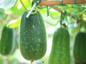 吃很多瓜的图片 第3张 吃很多瓜的图片 第3张