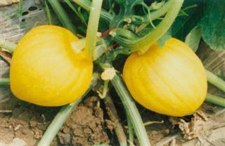 贵族栗瓜怎么吃,品味奢华的田园美味  第1张