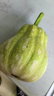 辉县最近吃瓜是什么,揭秘背后真相  第3张