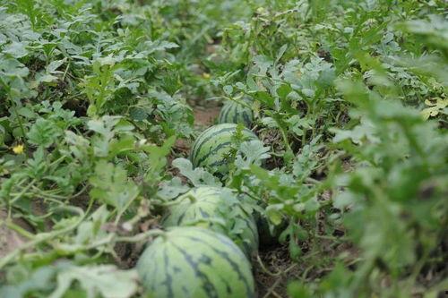 溧阳最新吃瓜,揭秘背后惊人真相 第3张 溧阳最新吃瓜,揭秘背后惊人真相 第3张