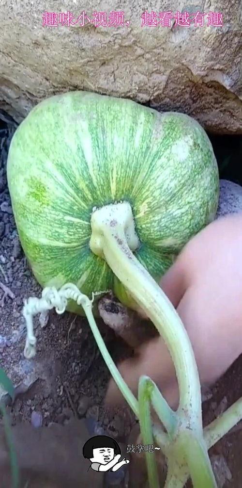 为什么小瓜吃石头,探寻自然界的神秘现象  第3张