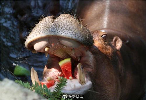 带你吃瓜满级动物 第3张 带你吃瓜满级动物 第3张