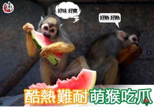 萌猴吃瓜记,趣味横生的夏日奇遇  第3张