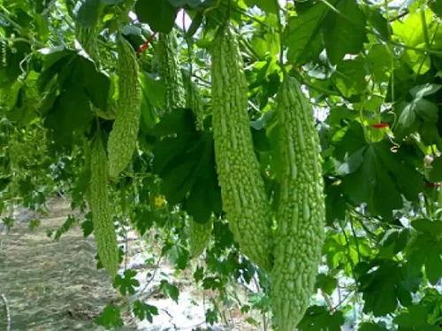 三喜吃瓜,揭秘娱乐圈的甜蜜与苦涩