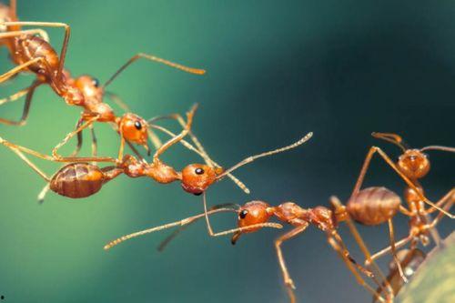 蚂蚁森林吃瓜视频,揭秘绿色公益背后的趣味故事  第2张