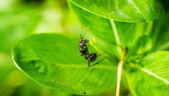 蚂蚁森林吃瓜视频,揭秘绿色公益背后的趣味故事  第3张