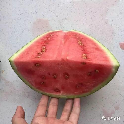 吃瓜不带籽,吃瓜不带籽，清爽一夏  第1张