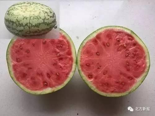 吃瓜不带籽,吃瓜不带籽，清爽一夏  第2张