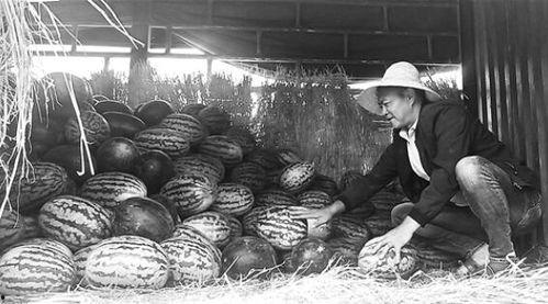 泉城吃瓜群众事件,网络热议背后的真相与反思  第1张