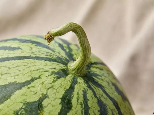 今日吃瓜上海,揭秘上海的那些事儿