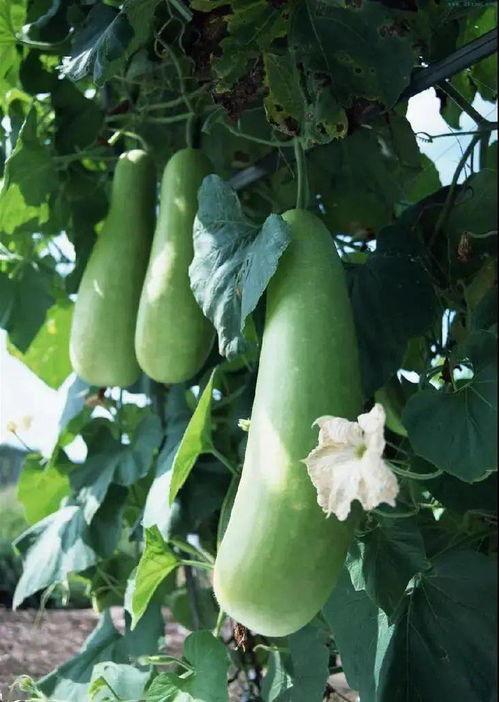 丽水水底吃瓜,一场别开生面的“吃瓜”之旅