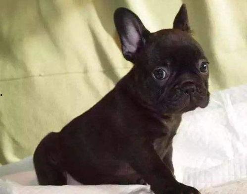 法斗吃瓜视频大全,趣味视频大盘点