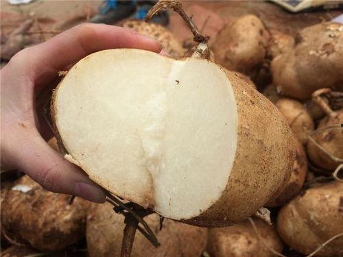 唐仁杰吃土瓜,吃土瓜挑战背后的故事