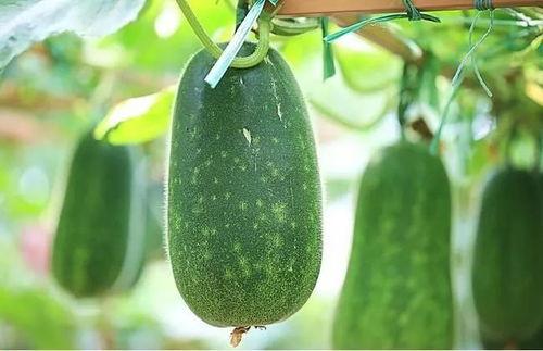 四大intern吃瓜,揭秘职场新鲜人那些事儿