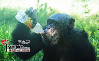 猩爷吃瓜,揭秘娱乐圈那些不为人知的幕后故事