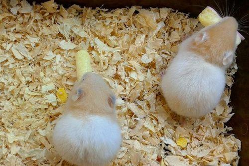 仓鼠吃蟹黄味瓜,仓鼠新宠，营养美味两不误