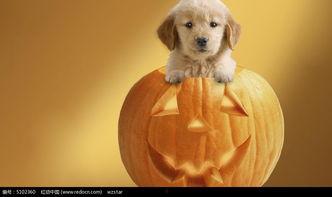 吃瓜小狗图片大全,吃瓜小狗图片大全集锦