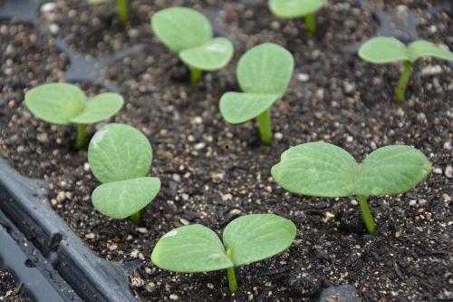 扶手瓜长芽还可以吃吗,扶手瓜长芽还能食用吗？探究其食用安全与营养价值