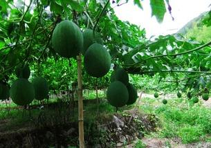 吃吊瓜容易放屁,吊瓜美食背后的“排气”秘密