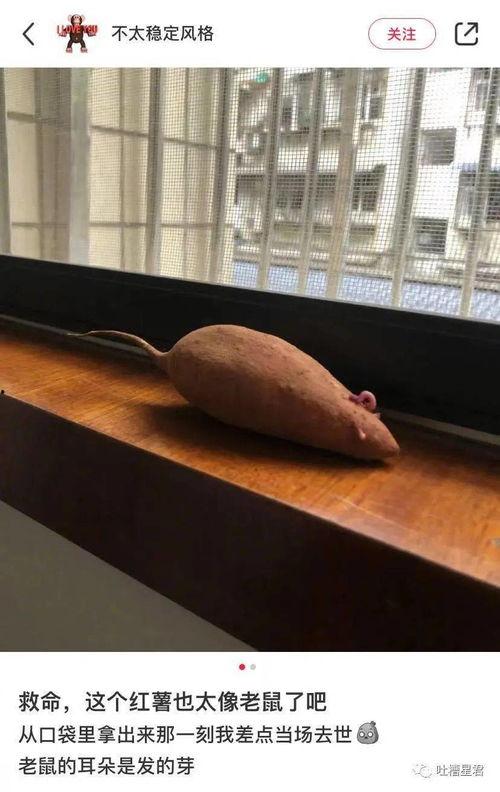 吃瓜魂,揭秘娱乐圈背后的秘密与真相