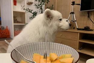 小狗可以吃蜜瓜,宠物美食新体验