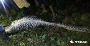 吃瓜群众吃到自己的瓜蛇,蛇形瓜皮引发热议