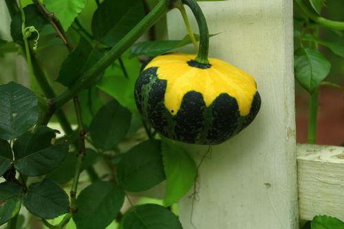 吃瓜樱花版,揭秘娱乐圈的甜蜜与苦涩