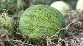 兰州学校吃瓜视频,揭秘校园生活趣味瞬间